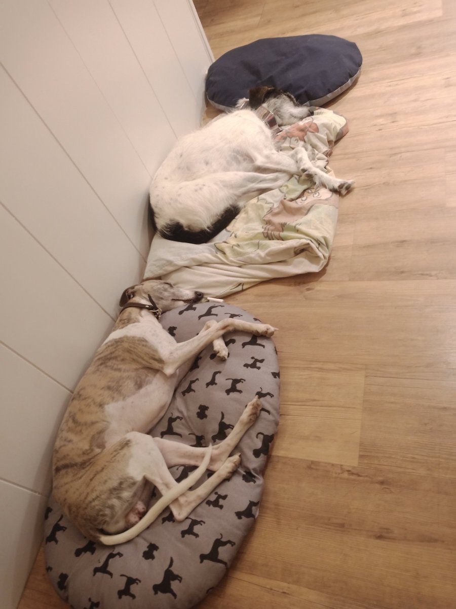 Gertie came on the holiday too! 🐾🐾❤️❤️