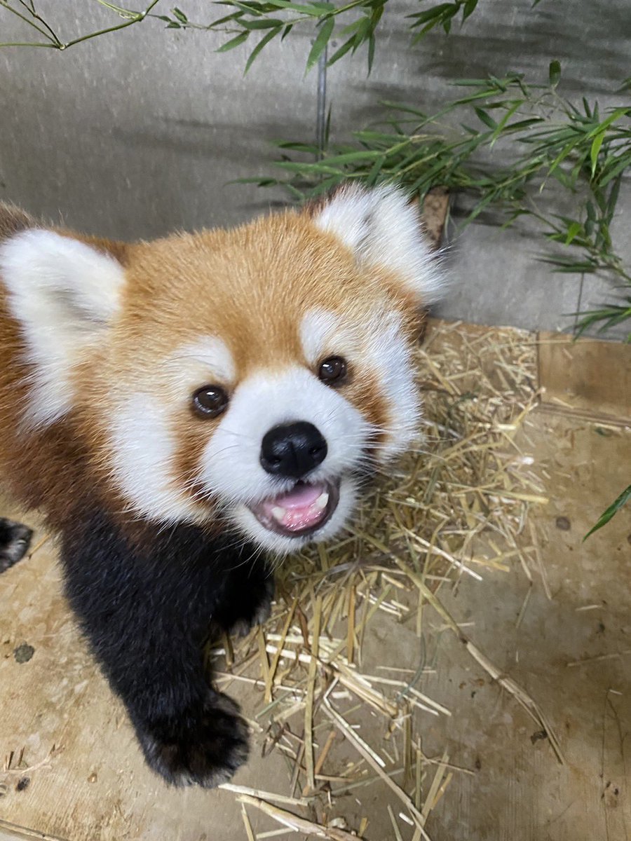 毎年9月の第3土曜日は#国際レッサーパンダデーです！ 動物園でも人気の