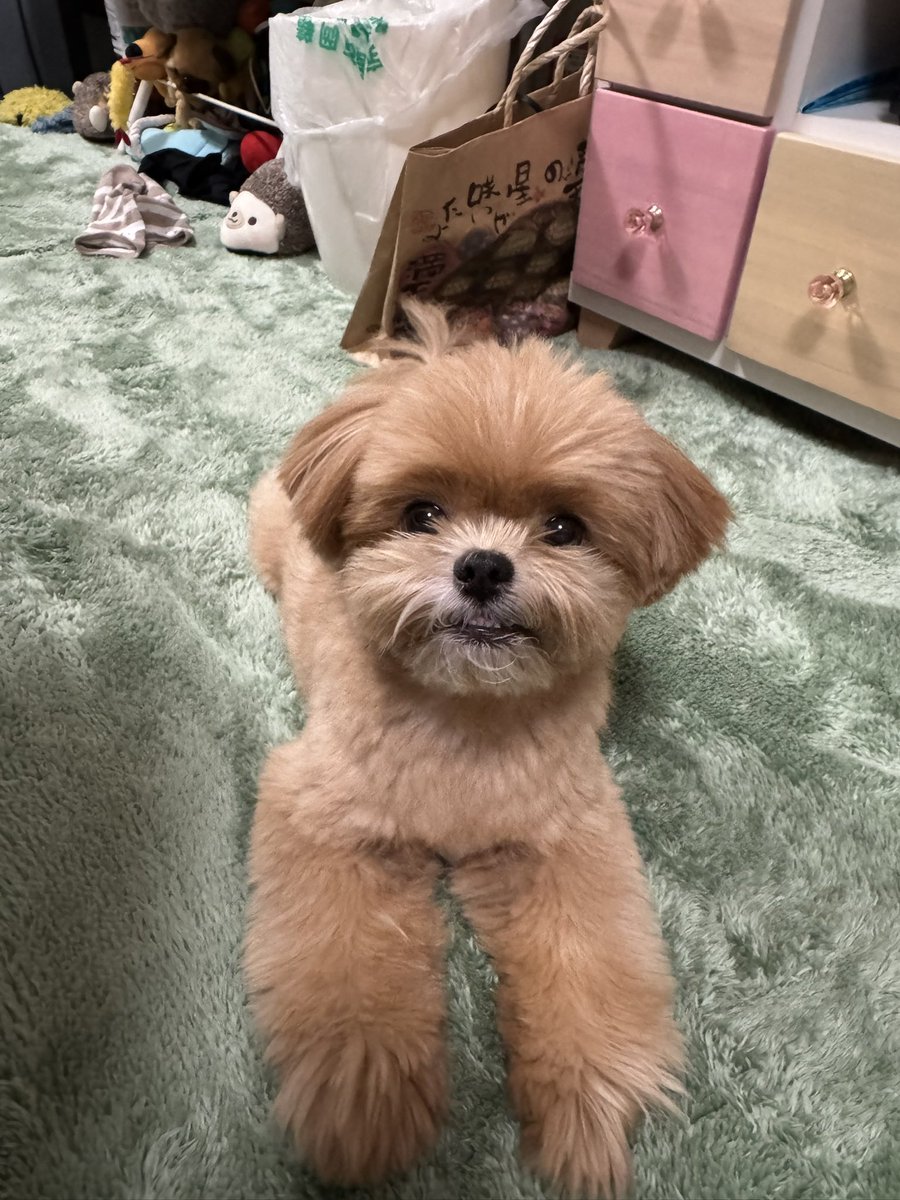 dannanoblog's tweet photo. 今日はトリミングの日🐶
どっちも可愛い https://t.co/8XHDYIkMkq