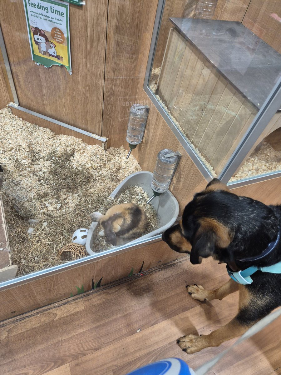 kejamieson_'s tweet photo. He was such a good boy with the real bunnies in @PetsatHome that I let him have a toy one ๐ #Harehound https://t.co/Muq6hCumla