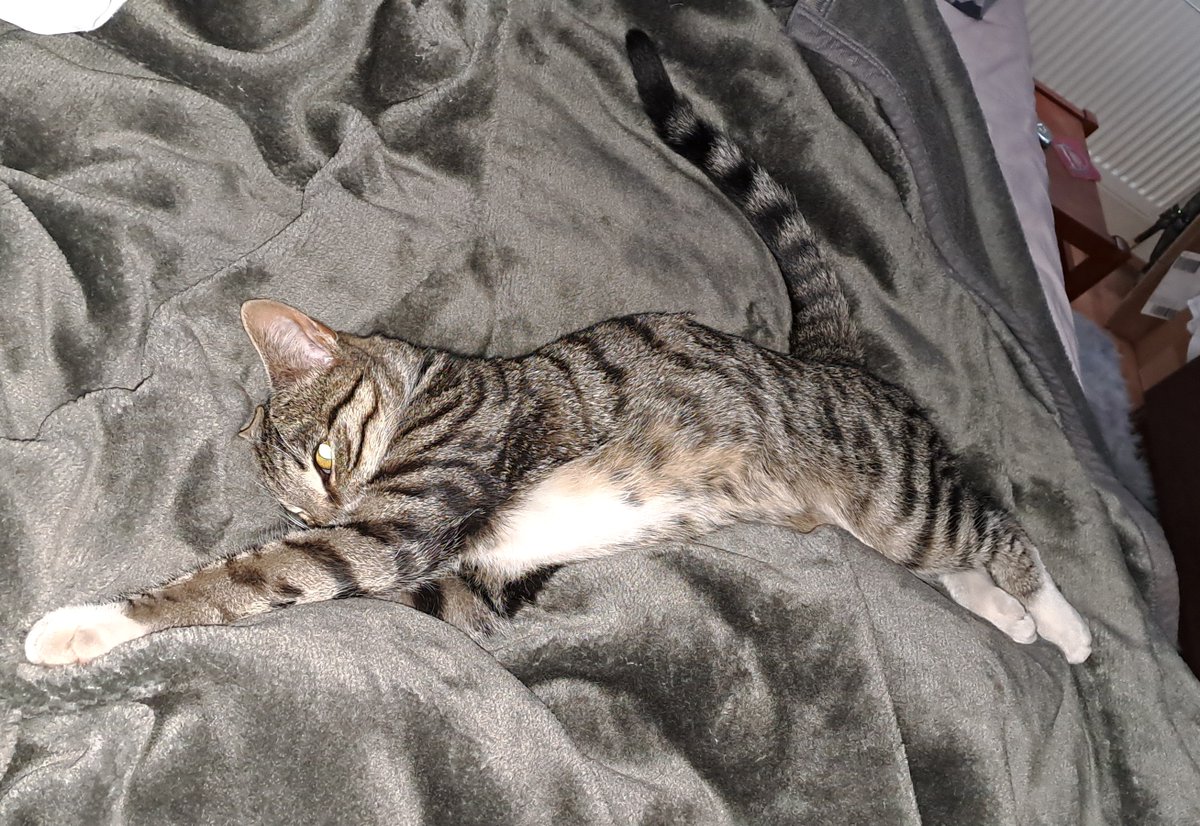 minimaxcreative's tweet photo. @PickliciousF Yep... #notmycat #Caturday https://t.co/E2TPIkQhNG