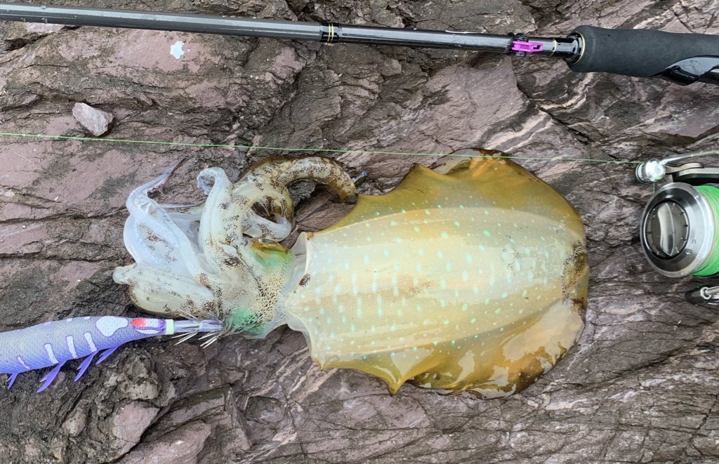 OJIMON_86's tweet photo. 今日の男鹿釣行🦑
今回は正直心折れそうなくらい天候悪かったですが諦めず続けた結果、過去イチサイズと他そこそこサイズをGET👍
やってみるもんです！😆
#男鹿  #エギング https://t.co/Hsv6n4ceKw