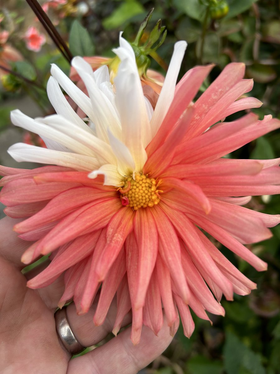 Please could someone explain why this Dahlia has a partially white inflorescence?