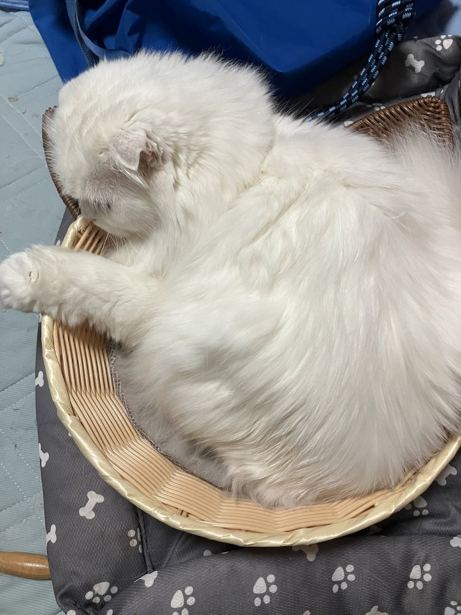 karin220917's tweet photo. 猫耳に顔を乗っけてる✨✨ https://t.co/wfk8YJbrkA