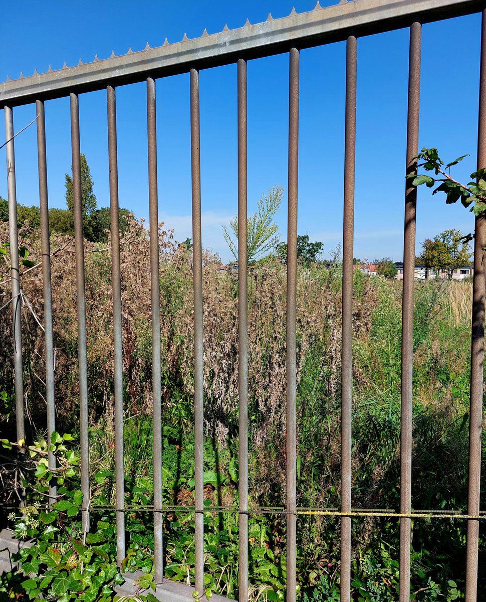 Karen_066🦁🚺Zeg maar Karin.💚🤍❤️ tweet media