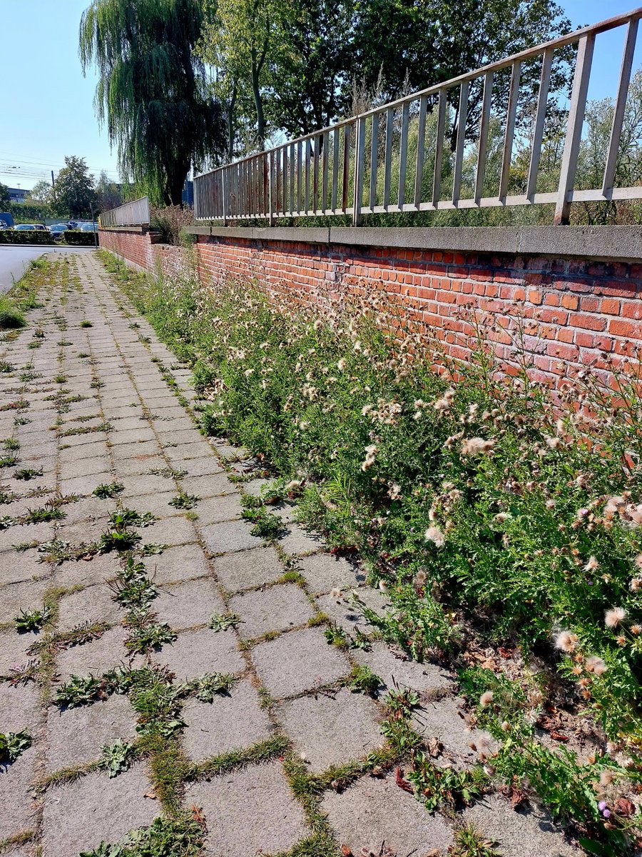 Karen_066🦁🚺Zeg maar Karin.💚🤍❤️ tweet media