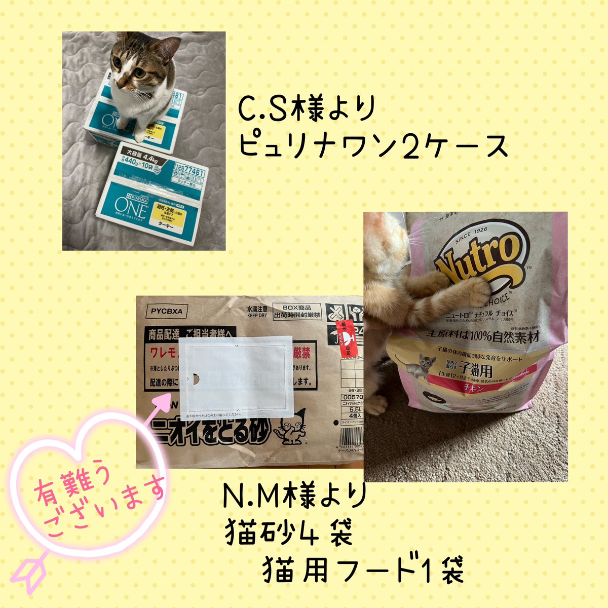 CuddleDedicate's tweet photo. ＊支援物資への御礼＊
いつも本当に有難うございます！！

みつばの術後の経過順調です😊
今後もまた腫瘍が出来る可能性はあるそうですが…それをお分かりの上で里親になってくださる方に出会えたら嬉しいです😌

#支援物資
#感謝 https://t.co/Jk2jz3nUAK