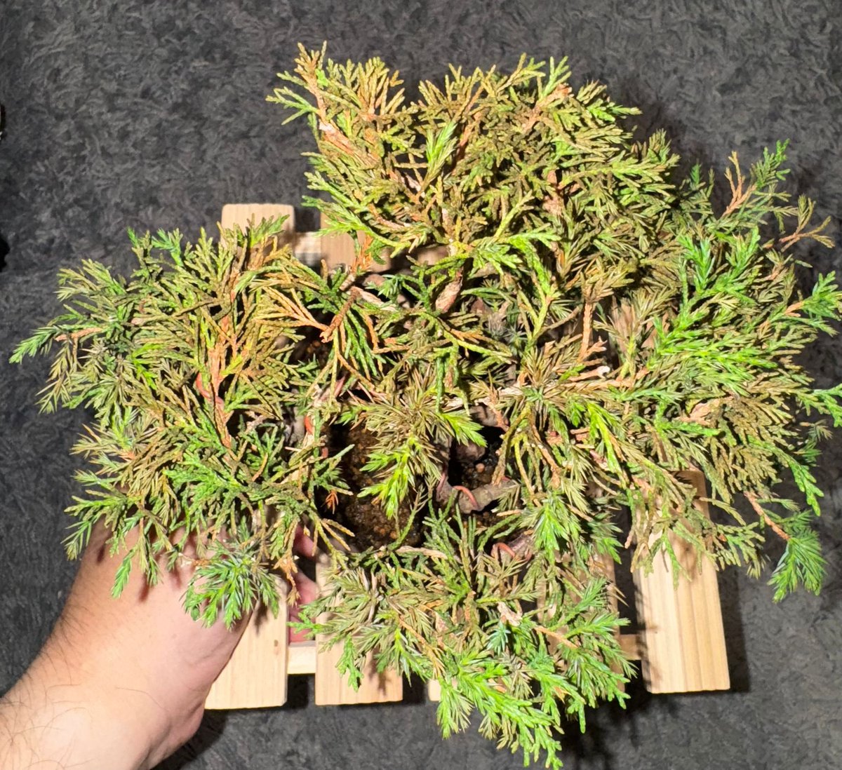 WickedCC tweet media