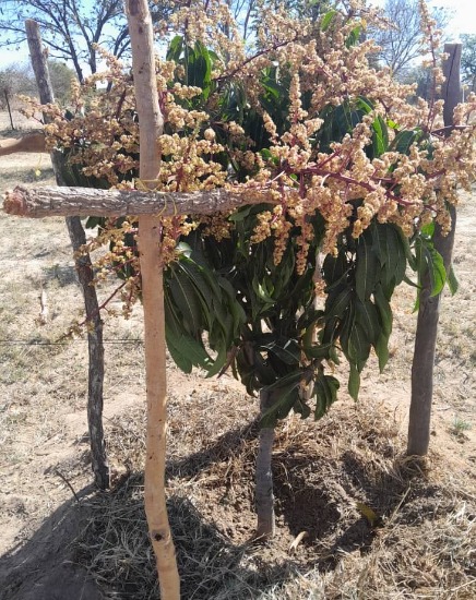 We are in mango season
Lets get set with bactrolure traps
#FREE FROM FRUITFLY
Farmtrack Consulting Limited