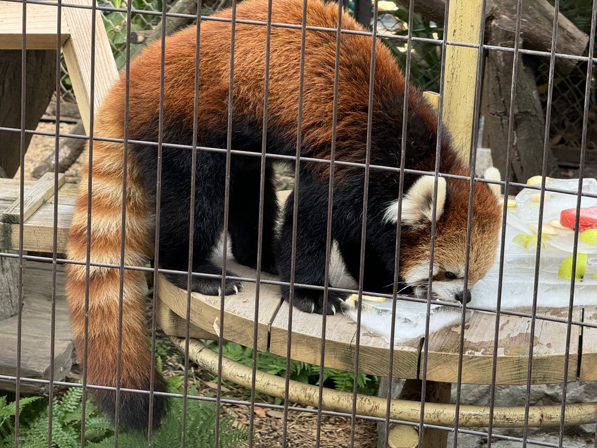 marupo61530551's tweet image. 今日は国際レッサーパンダデー。

みんな氷のプレゼントに大喜びでした🧊🍏
氷の下にあるリンゴが気になる杏香ちゃん、
夢中で格闘しておでこが…😅

#杏香 #あこ #アコ
#シンファ #かぼす
#レッサーパンダ #RedPanda 
#国際レッサーパンダデー
#熊本市動植物園