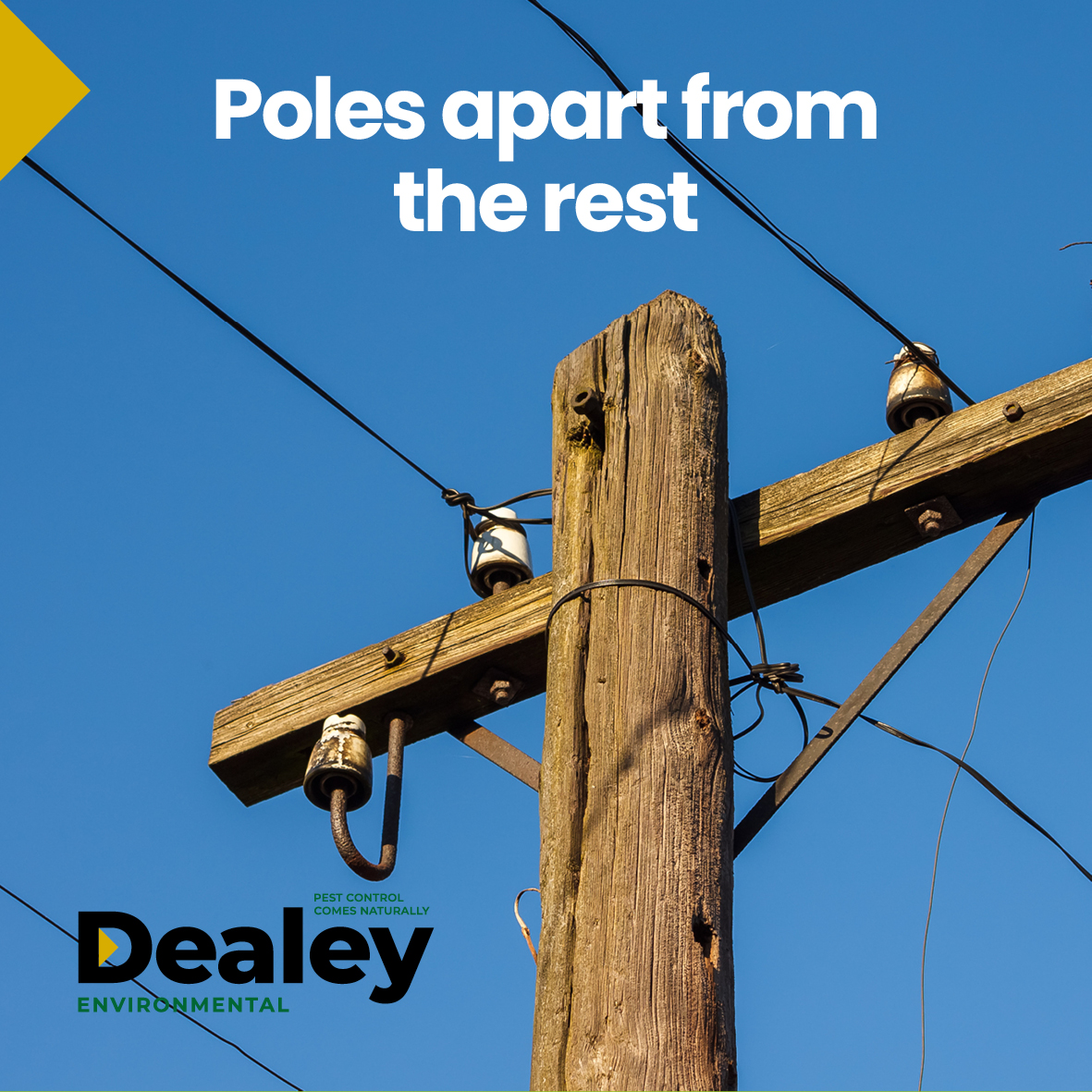 Happy National Telegraph Pole Appreciation Day. We kid you not!! Invented in 1843 and still provides a crucial part of our infrastructure today. Why not celebrate with a Telegraph Pole Spotting walk today.
