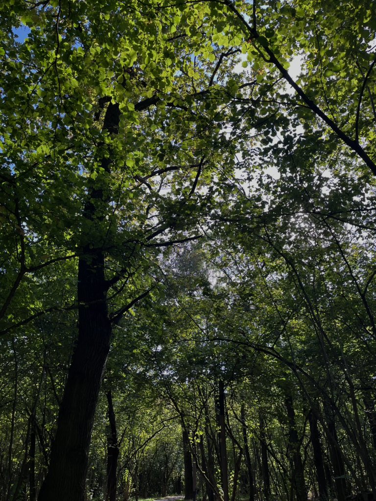 в лесу ахуенно !