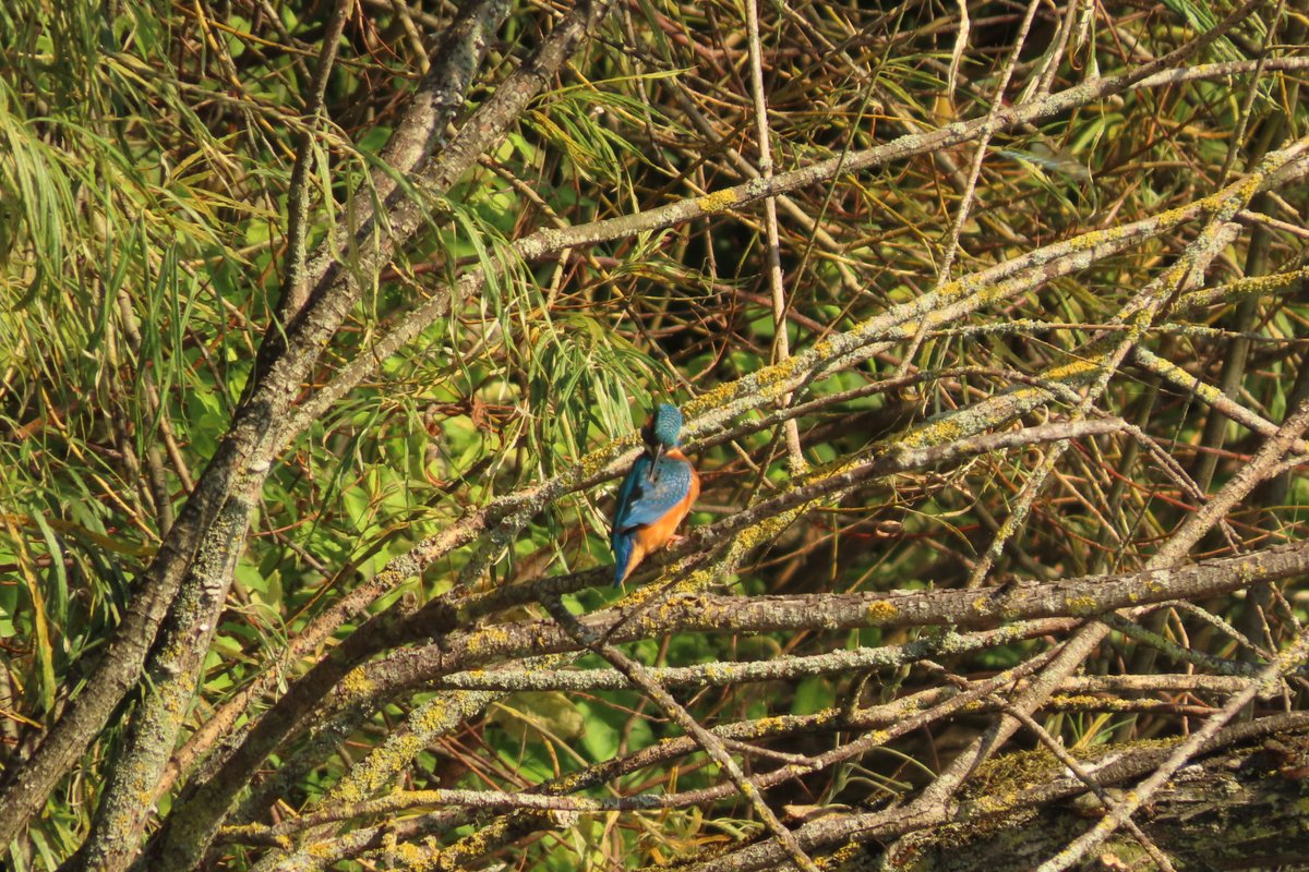 Elsbeth Kwant tweet media