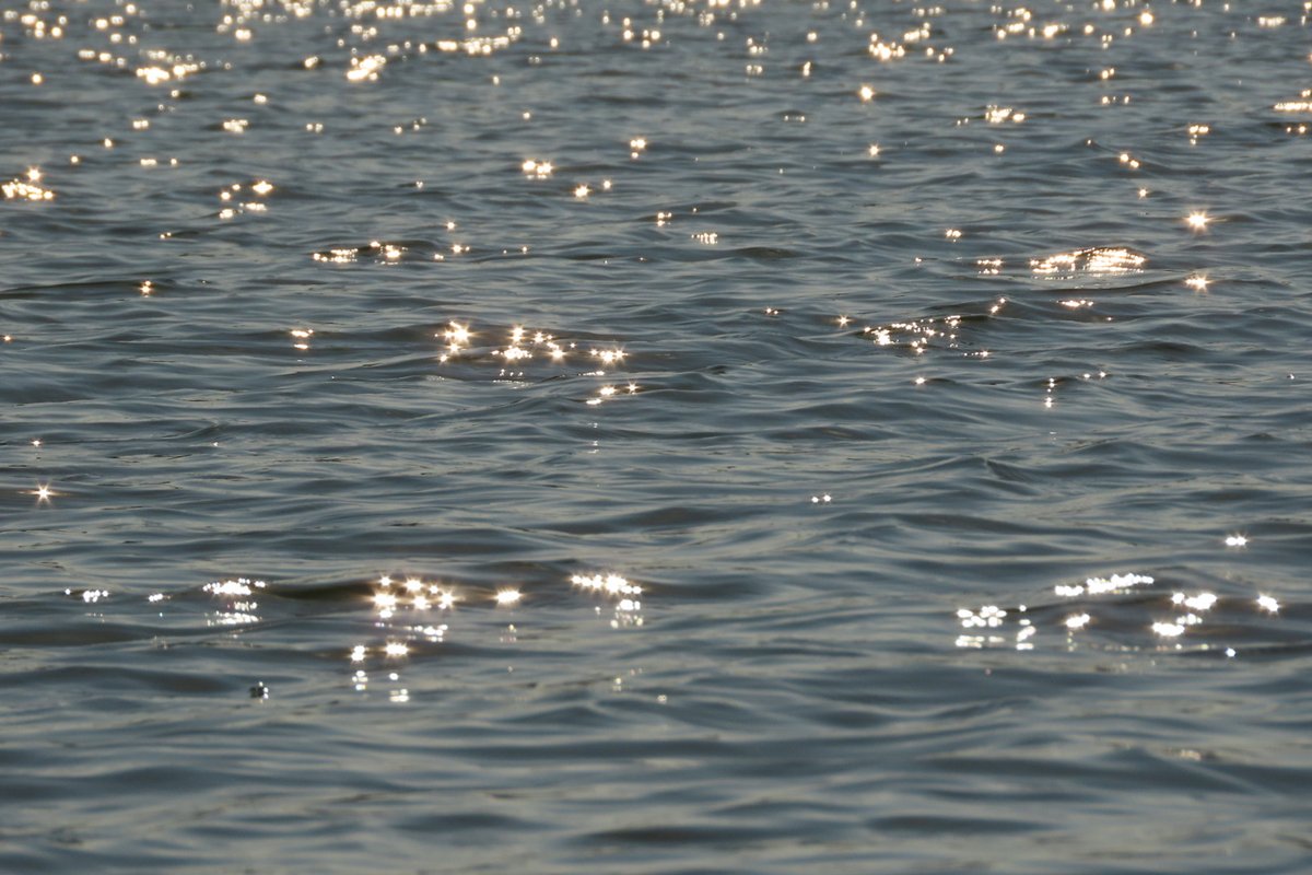 Elsbeth Kwant tweet media