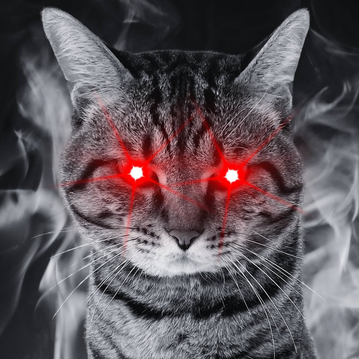 Dark $TORO is here 

Taking over the space