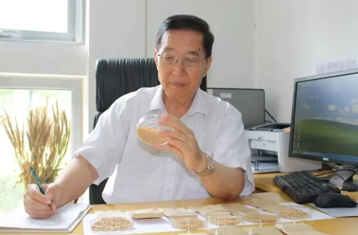 ZiboOfficial's tweet photo. Li Zhensheng, a wheat breeding expert from #Zibo, has been awarded the Medal of the Republic. For over 70 years, he has advanced wheat hybridization research, making crucial contributions to food security, agricultural technology, and sustainability. #ZiboFigure https://t.co/QWjdyV9TJ9