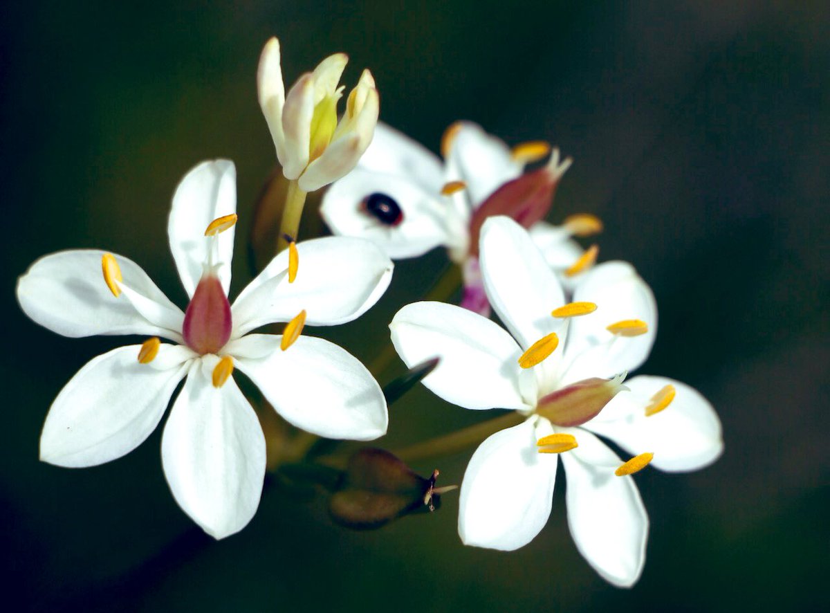 GabbyDean129686's tweet photo. Spring wildflowers in Wireless Hill Park @WestAustralia. Milkmaids (with out of focus beetle, sorry), Blue Squill whose tuber is a source of nutrients for the #Noongar indigenous peoples, Fringe Lily &a fabaceae Grannyβs Bonnet maybe. #flowers #bushland #spring #australian_flora https://t.co/h6a1NsYg4a