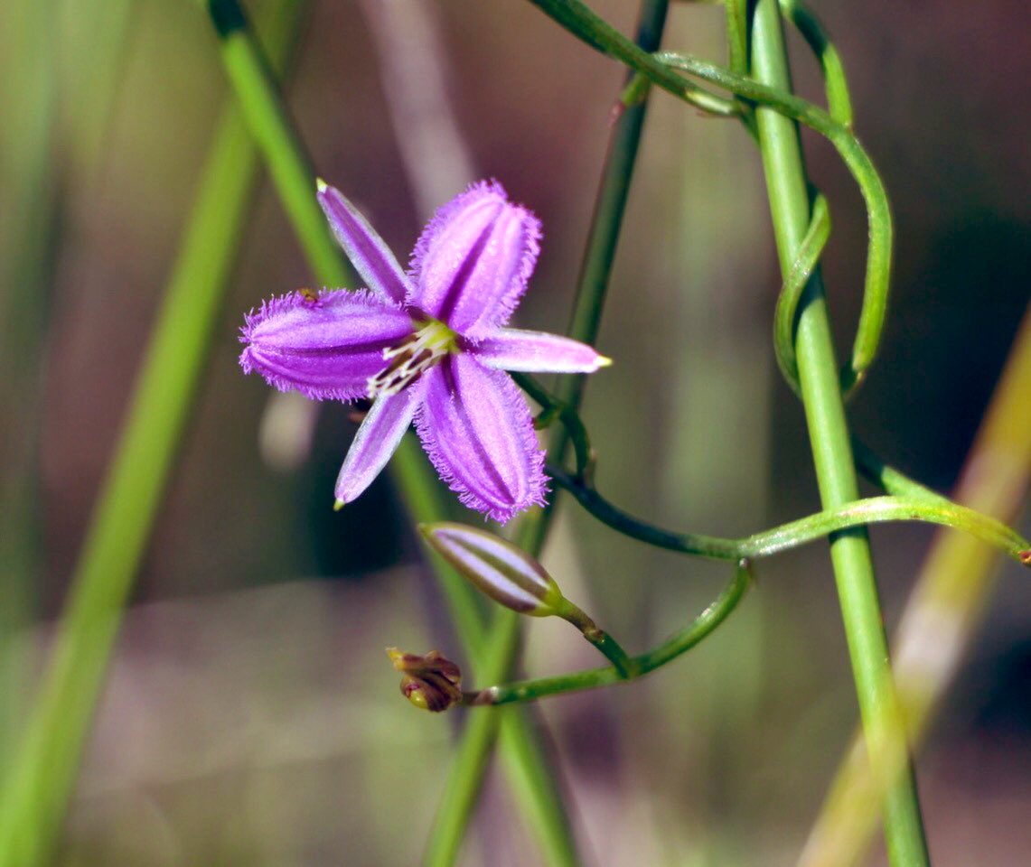 GabbyDean129686's tweet photo. Spring wildflowers in Wireless Hill Park @WestAustralia. Milkmaids (with out of focus beetle, sorry), Blue Squill whose tuber is a source of nutrients for the #Noongar indigenous peoples, Fringe Lily &a fabaceae Grannyβs Bonnet maybe. #flowers #bushland #spring #australian_flora https://t.co/h6a1NsYg4a