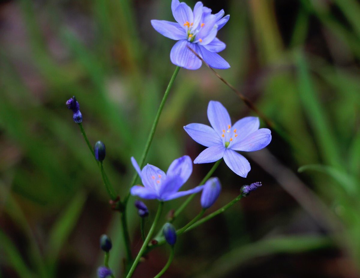 GabbyDean129686's tweet photo. Spring wildflowers in Wireless Hill Park @WestAustralia. Milkmaids (with out of focus beetle, sorry), Blue Squill whose tuber is a source of nutrients for the #Noongar indigenous peoples, Fringe Lily &a fabaceae Grannyβs Bonnet maybe. #flowers #bushland #spring #australian_flora https://t.co/h6a1NsYg4a
