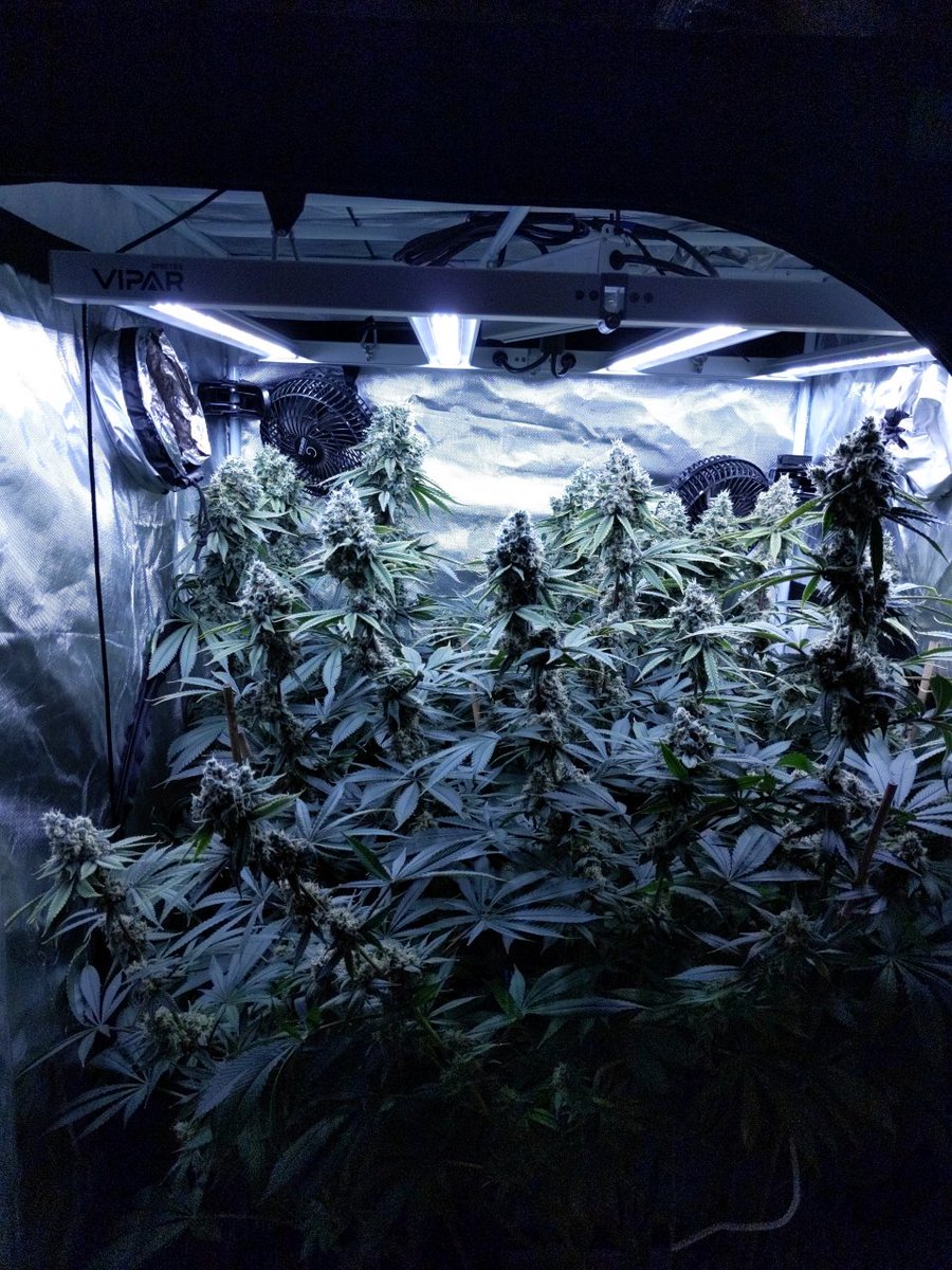 ViparSpectra tweet media