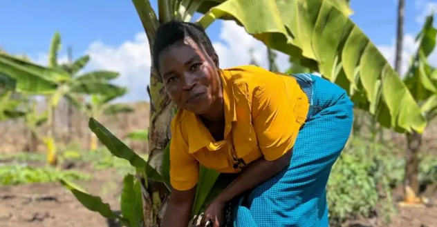 🚨Quelle idée de génie💡

La  chaleur extrême🌡️ faisant mûrir les bananes🍌 trop rapidement à cause du changement climatique, ces agriculteurs se sont adaptés et ont trouvé une utilisation rentable de leur culture🌱 : le vin de banane

#agriculture #Malawi #sustainable #Climat