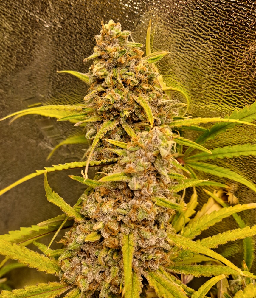 ViparSpectra tweet media