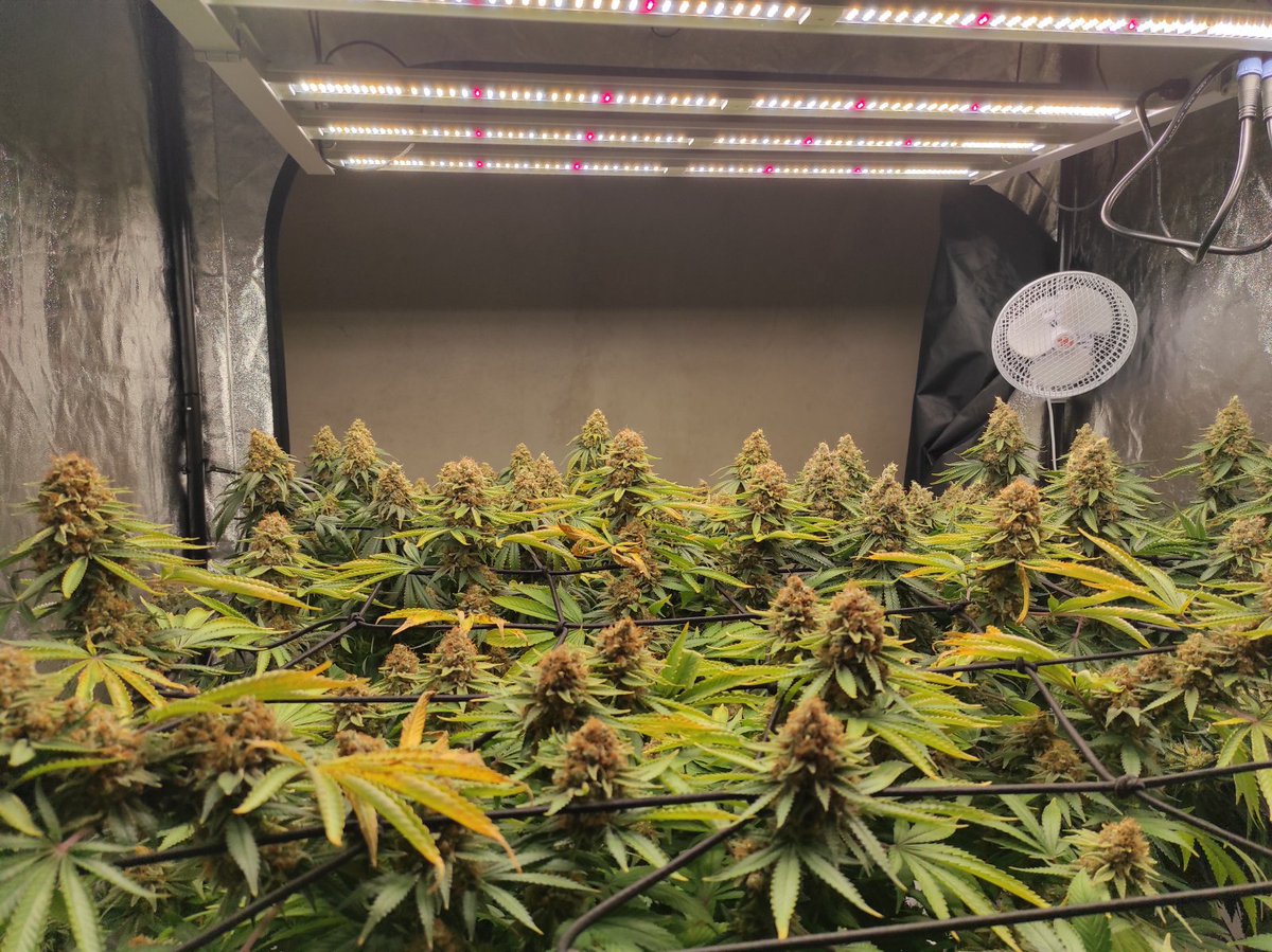 ViparSpectra tweet media