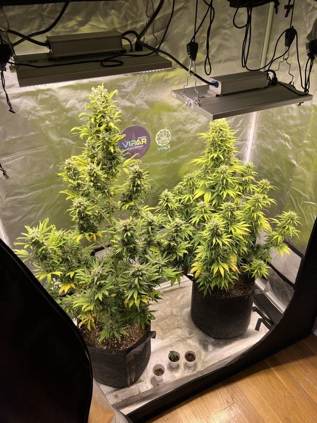 ViparSpectra tweet media