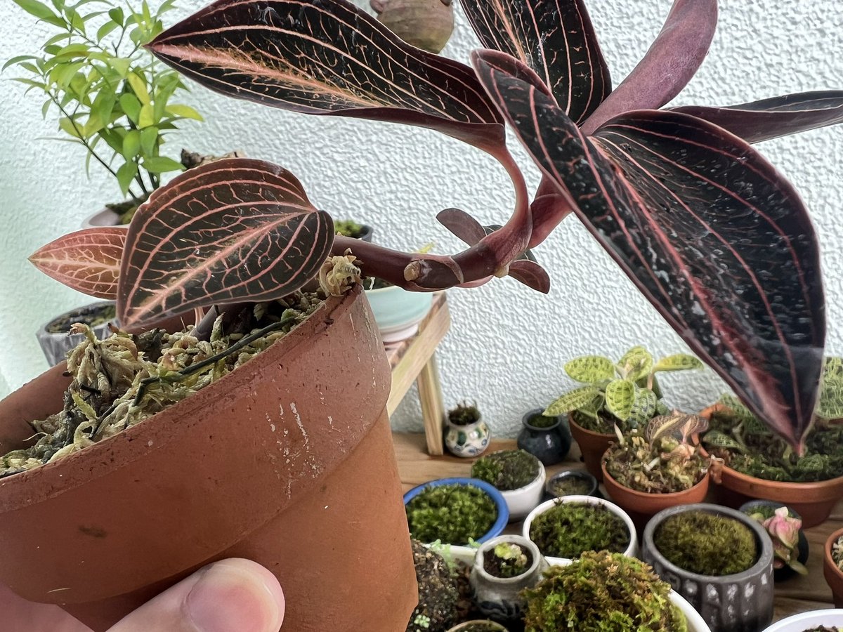 7041ofsha's tweet photo. 半懸崖なマリア
植え替えて5か月いつのまにか根が飛び出てたんだけど、植え直すべき？ほっとくとまずいかな？良いアドバイスゆる募 https://t.co/k79NBrGC8e