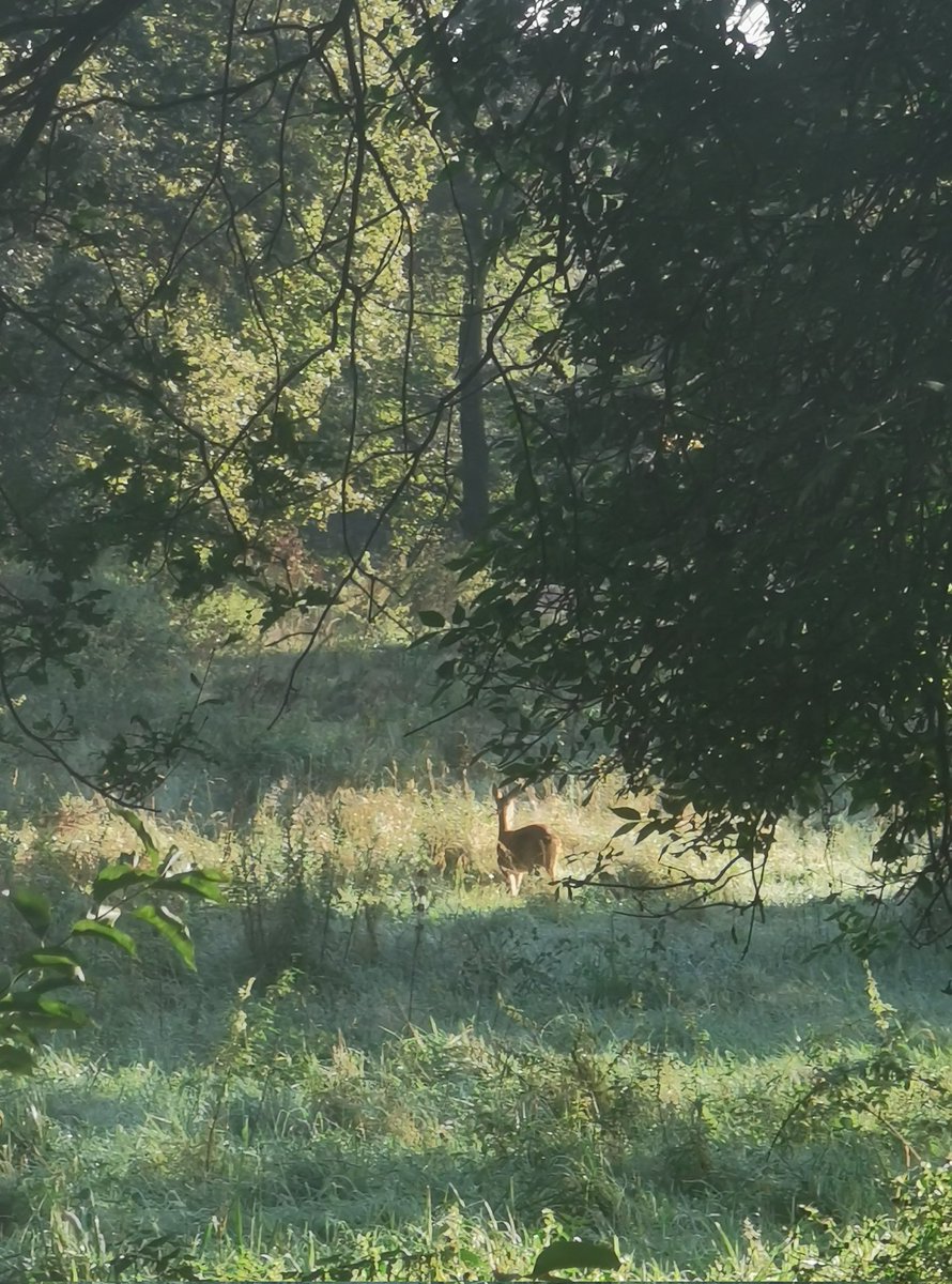 Een mooie #ochtendwandeling met reeën, konijnen en een heerlijk zonnetje <a href="/stadsbos013/">Stadsbos013</a>