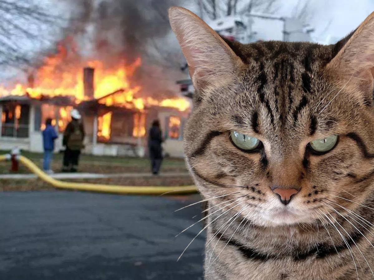 Burning Jeets as we rise $TORO