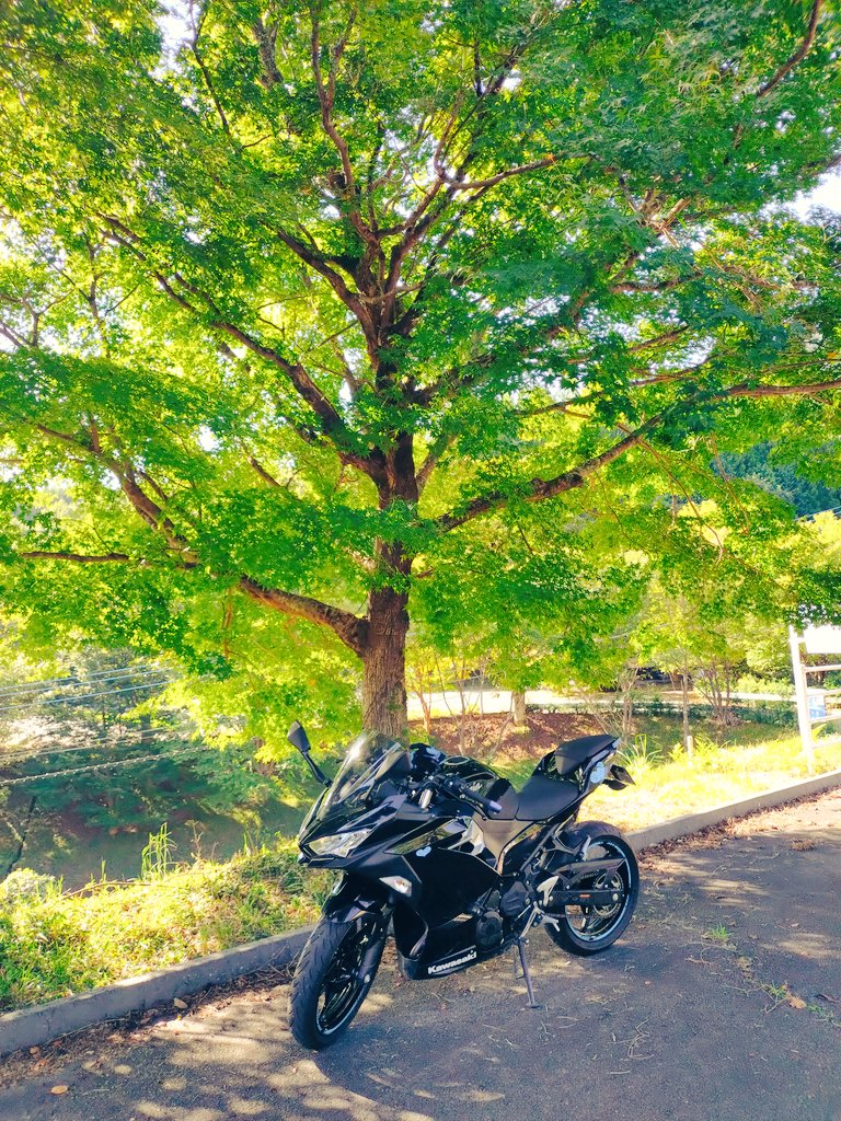 Ninja_black18's tweet photo. 八女
もみじは緑
彼岸花もまだ早かった https://t.co/r49aX9mnsR