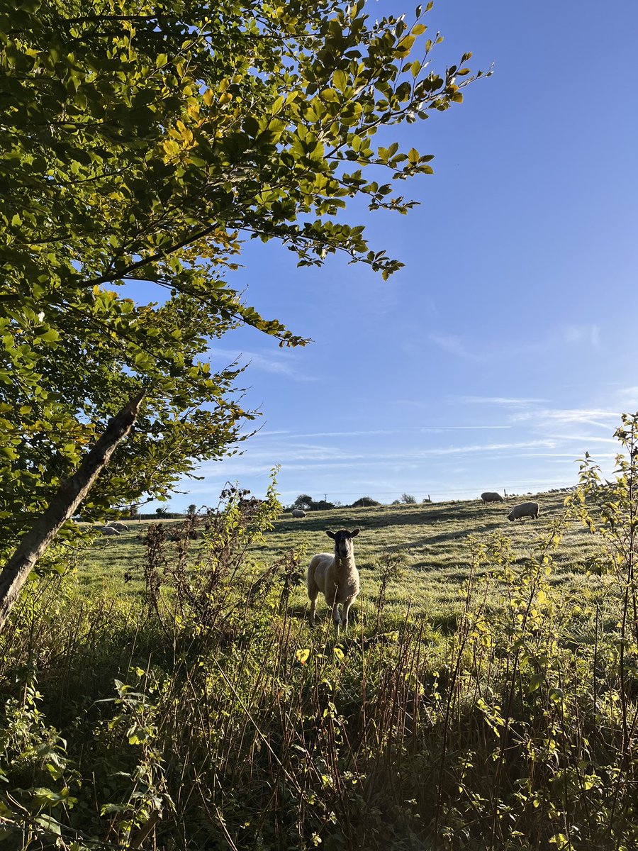 Shaun Cuff tweet media