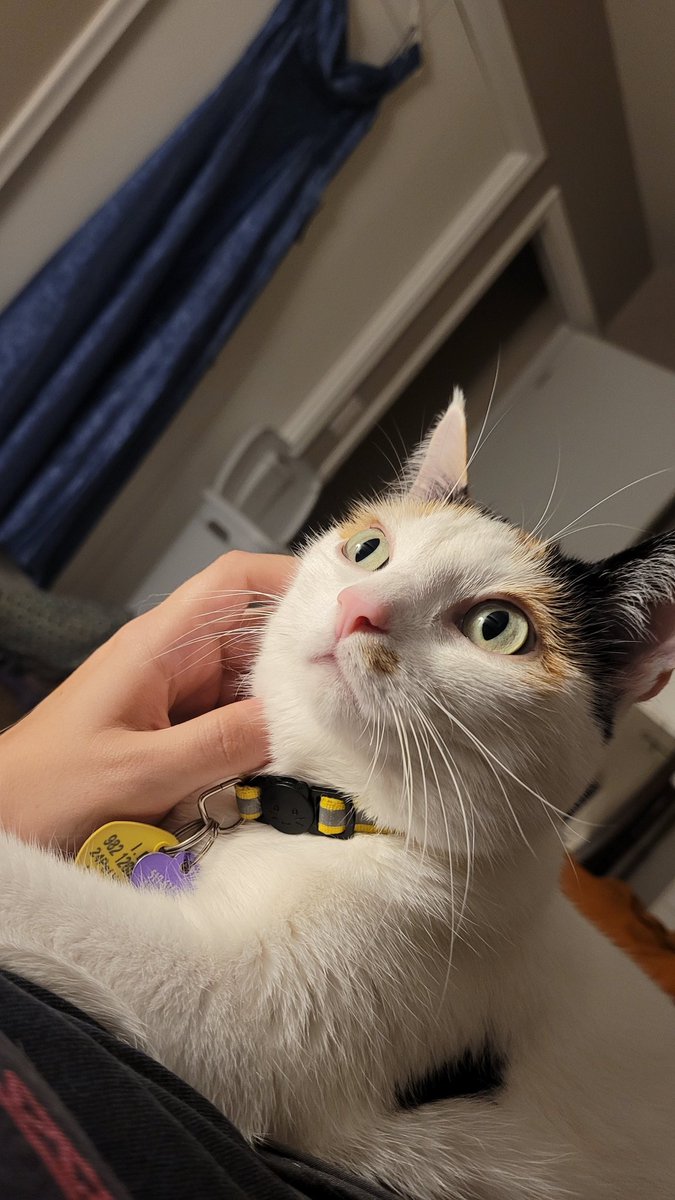 I cry over how much I love my cat at least once a month