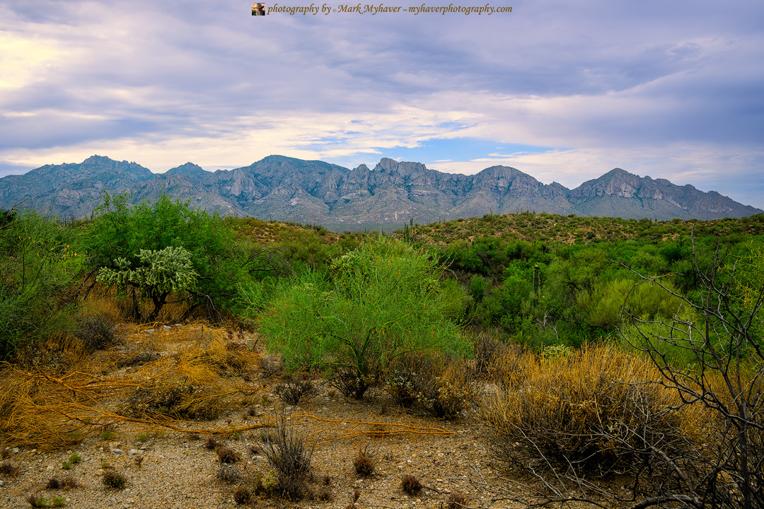 Valley View 25589
Photography by Mark Myhaver 
myhaverphotography.pixels.com/featured/valle… 
#myhaverphotography #orovalley #tucson #arizona #sonorandesert #catalinamountains