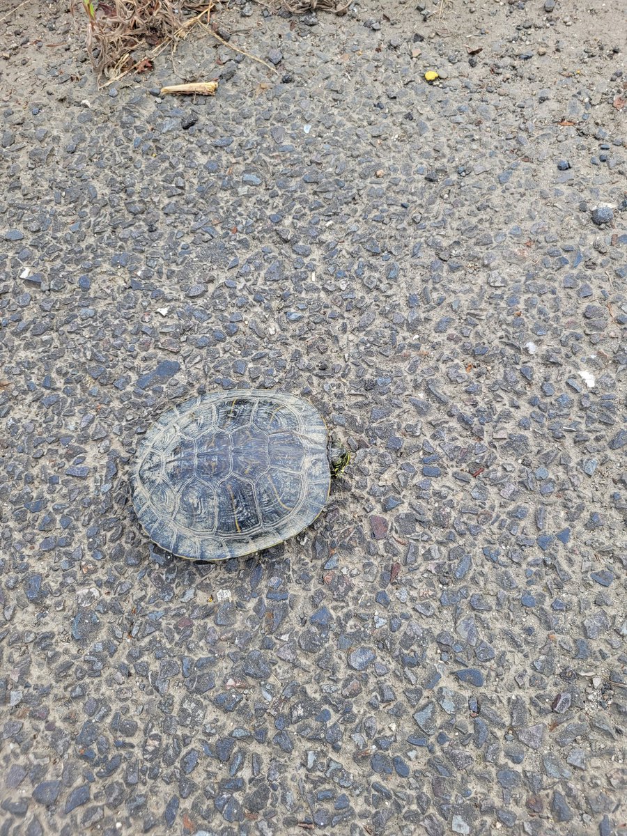 仕事でぶっ飛ばしてたら道路の真ん中を亀が歩いてて気になって路駐
引かれそうだったから道路脇へ🥺
今から会う顧客に
「つい先程亀を助けまして」っていお