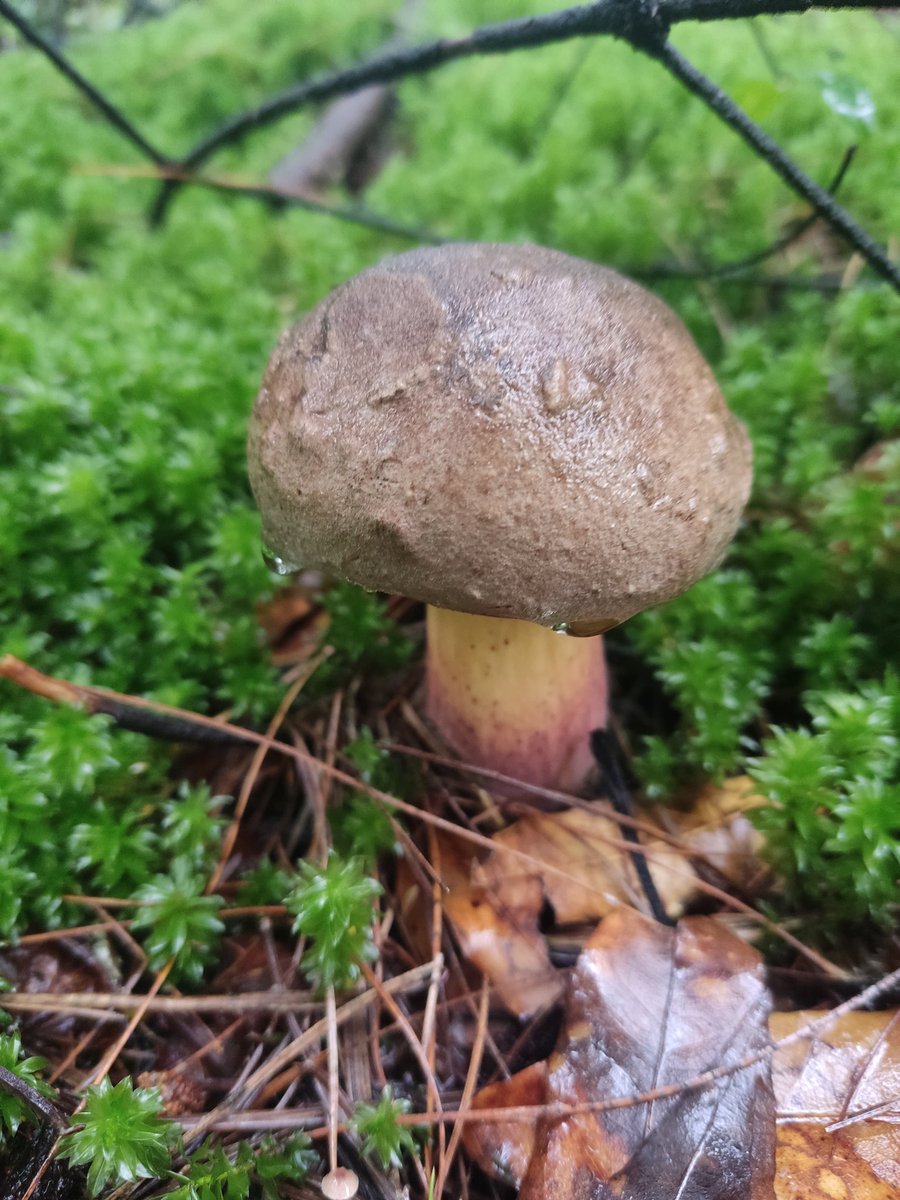 Fungi_Cosas tweet media