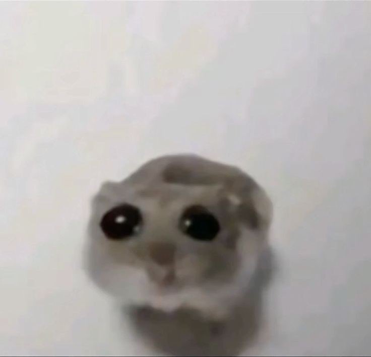 ‍‍⌗ ‍ ‍‍ 𝕰𝐌𝐌𝐄𝐓𝐓 ! tweet media