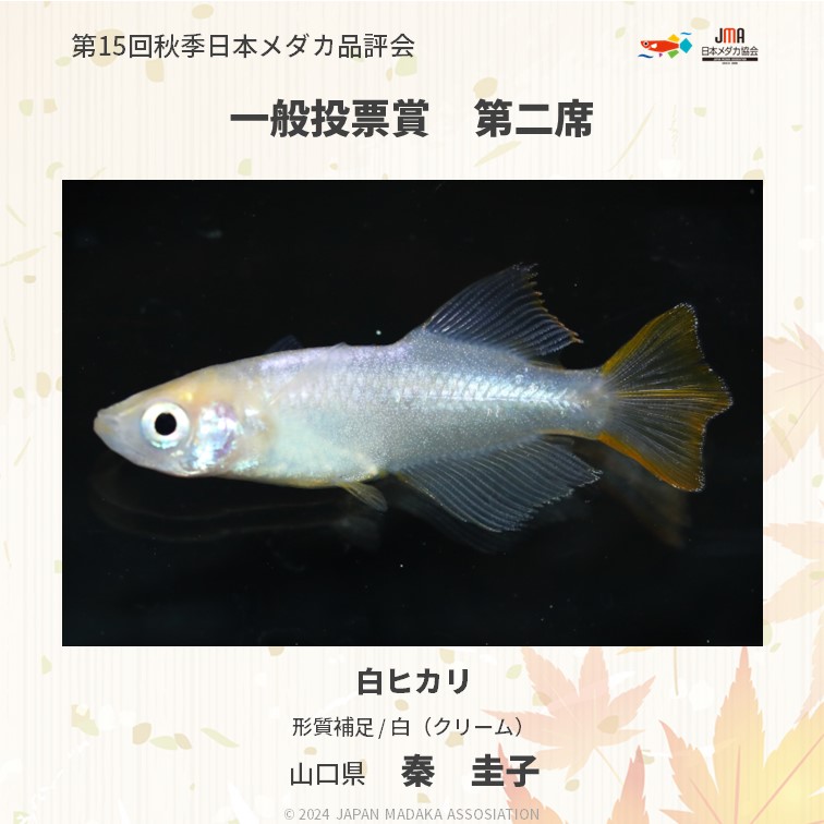 MedakaJma's tweet photo. 第15回秋季日本メダカ品評会
一般投票賞が発表されました！

受賞、おめでとうございます！

 ▼その他受賞メダカはこちら▼ 
https://t.co/UE3a4xCGrG

#日本メダカ品評会 https://t.co/EiIhzzylqT