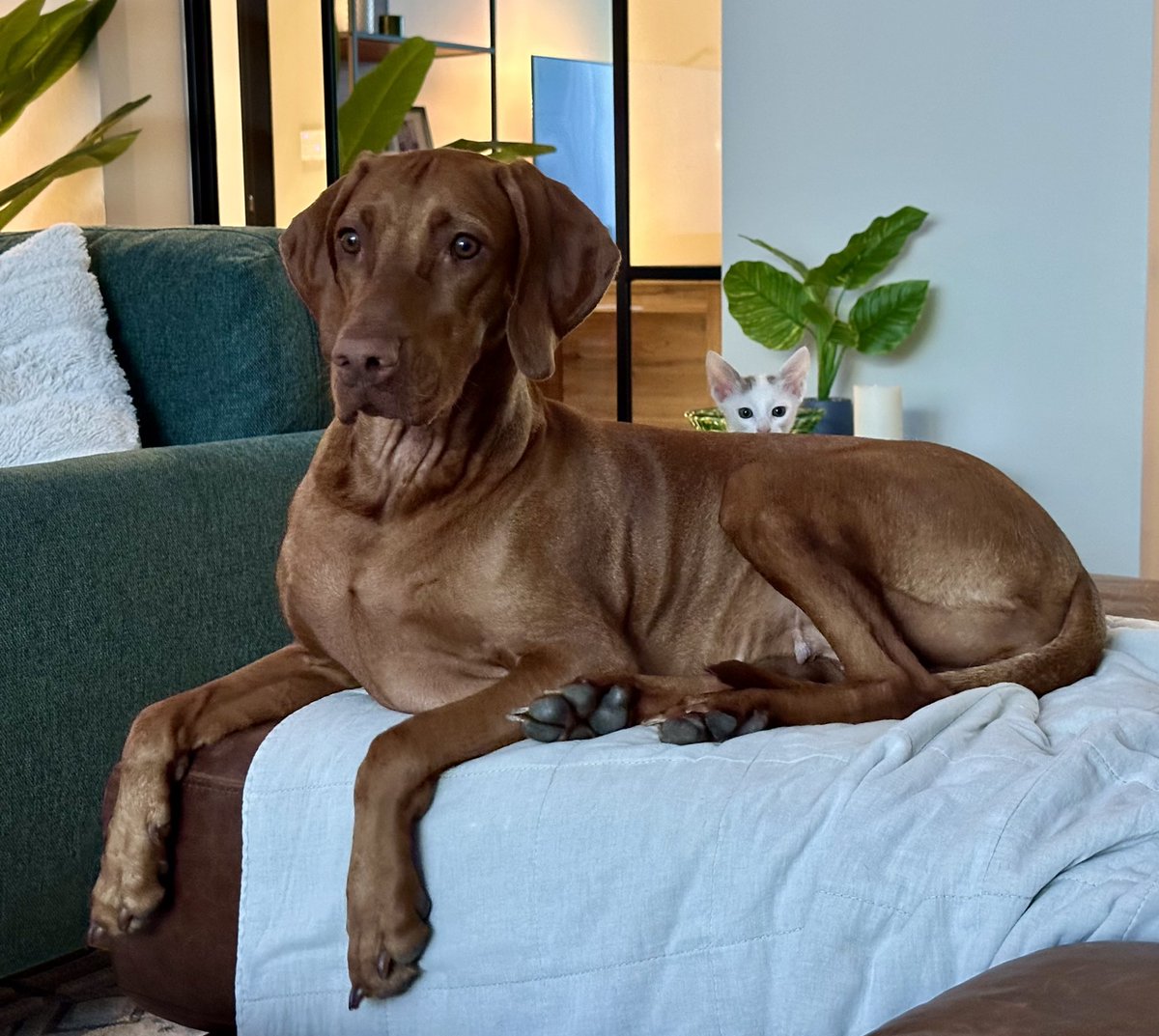 Cat-hating dog and adoptee feral MurderKitty™️ seem to have not read their individual briefs…