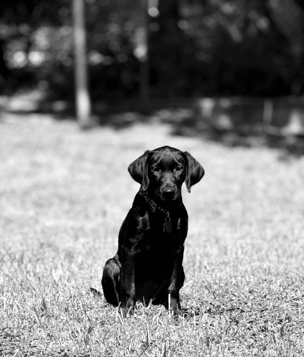 CrownedRuby tweet media