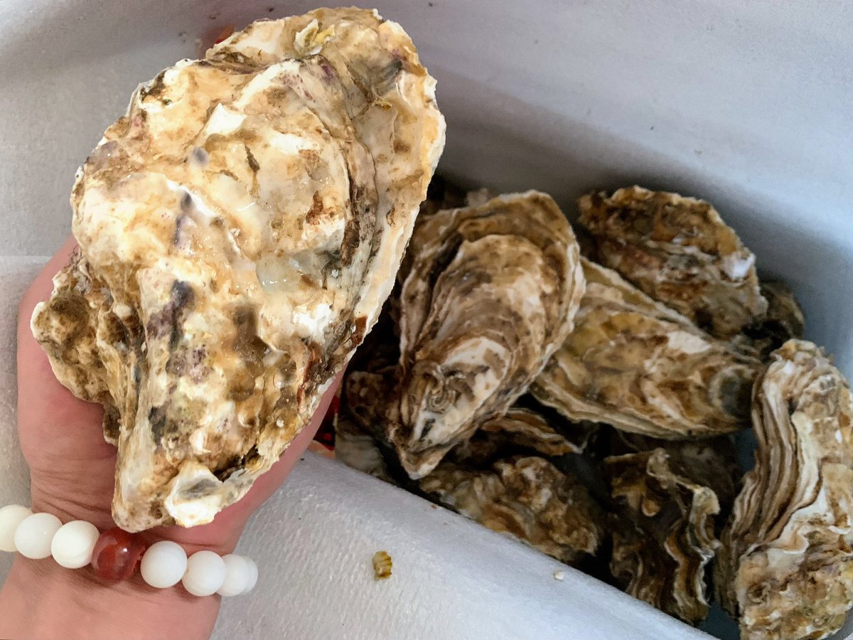 gowiden's tweet photo. 🦪 12 extra large #oysters from #Rushan
个个和手掌一样大的 #乳山 #海蛎子 #生蚝 https://t.co/vbYv5S0x4e