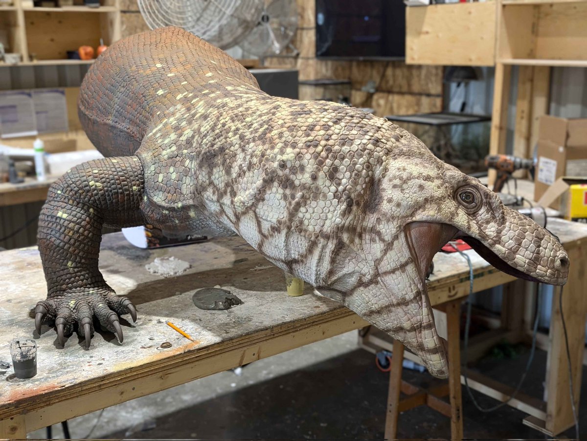 Making of Megalania! I created the form which was digitally cut from foam. <a href="/benjiopteryx/">Benj-art-min</a> did the real work, sculpting the surface and painting to finish. Thanks to <a href="/Sketchy_raptor/">Dr Matt Dempsey</a>, whose varanid muscle reference model really helped- and to <a href="/arvalis/">RJ Palmer 🔜 AX A4</a> who comm′d that model