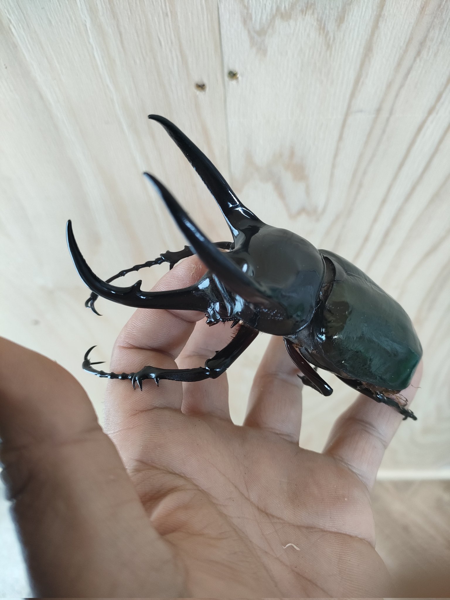 カブクワオタク 超リアル！コーカサスオオカブトVSギラファノコギリクワガタ