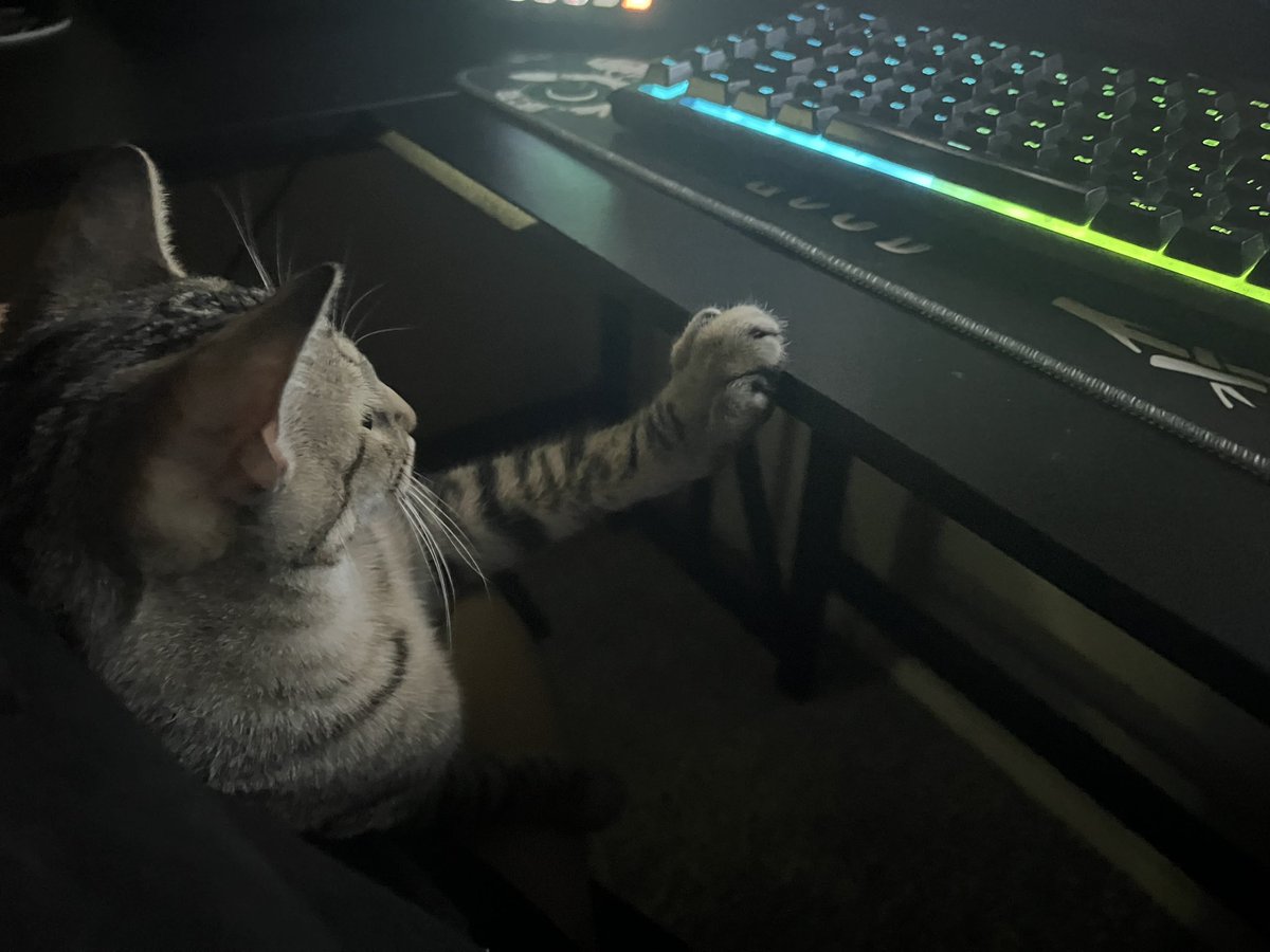 SpookyxEmily's tweet photo. What’s he playing? #GamerKitty https://t.co/uDMeNzdDuc
