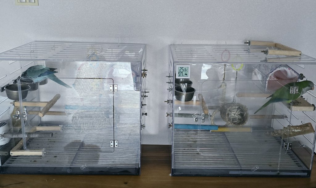 뽀로로 크롱이는 어제 할머니 할아버지 댁으로 잘 이사했습니다. 임보처를 찾아보려 했지만 제가 편하게 새들의 소식을 묻고 영상통화도 하려면 부모님께 부탁드리는 것보다 최선은 없겠더라고요. 외국에서도 계속 두 마리 상황 챙기며 업데이트 올리겠습니다.