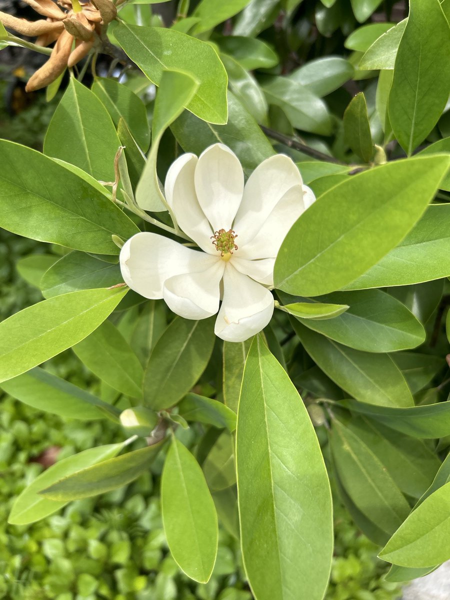 stuartkirsch's tweet image. May the wonders of Shabbat bring us each closer to peace and to wholeness. Let us build our broken world from love. #ShabbatShalom