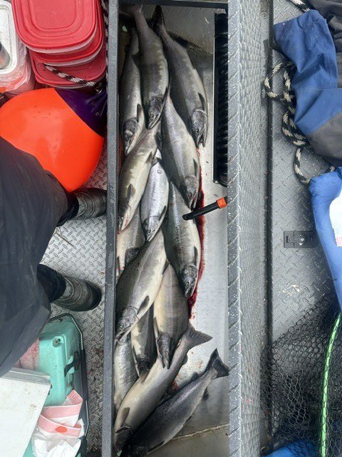 iKingoftheRiver's tweet photo. Our 2025 Season Is Filling Up Fast! 
FOR PRIME FISHING DATES &amp; TO SCHEDULE YOUR TRIPS
MAY-OCTOBER
Visit https://t.co/KaCIeq0v0y 
or Call 907-279-3474(FISH)

#fish #foryou #Alaska #fishing #salmon #fishak #fishon #anglers #kenaipeninsula #catchdaily https://t.co/DlUbIZnqwu