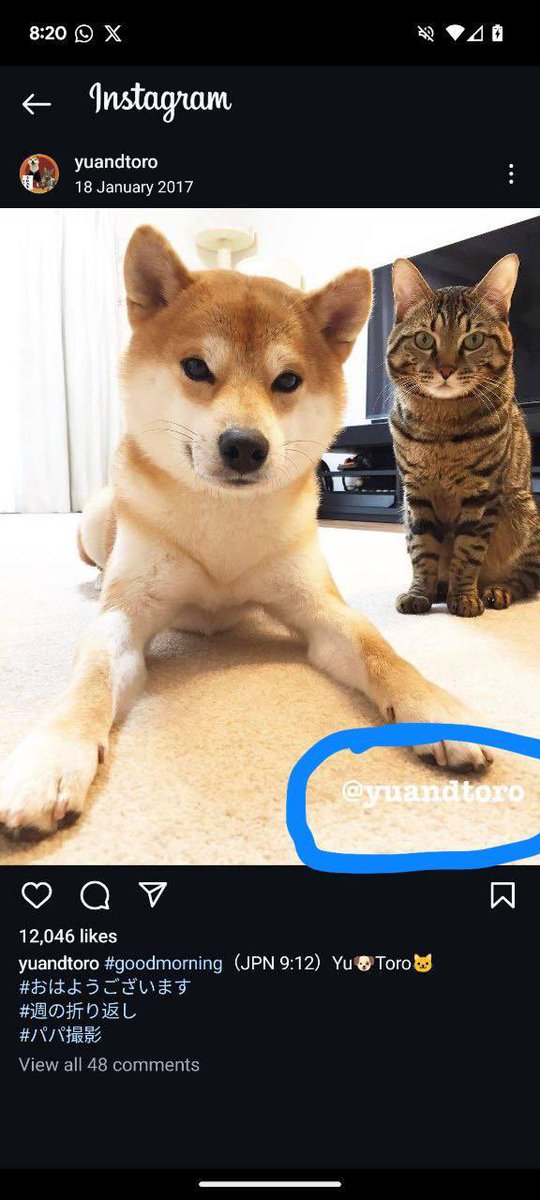 The cutest cat $TORO and their friend