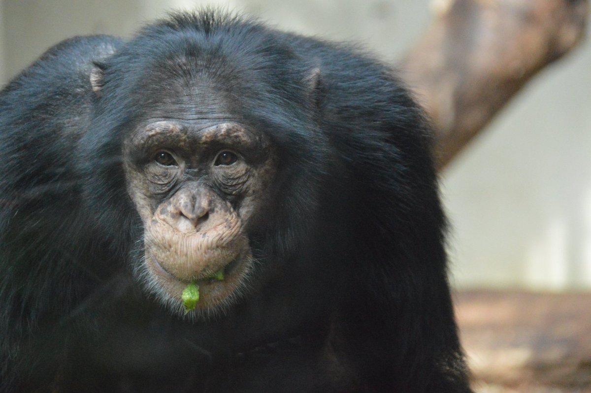 HAPPY BIRTHDAY MOKU!!!!!! 🥳🎉🎊